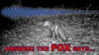 preview picture of video 'What Does The Fox Say?'
