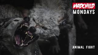 Madchild   Animal Fight Produced by C Lance #MadchildMondays