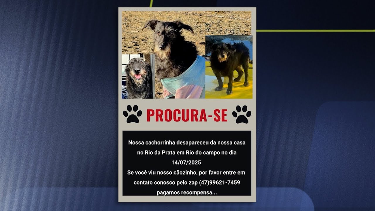 Você viu a Luna? Família procura por cadela desaparecida em Rio do Campo