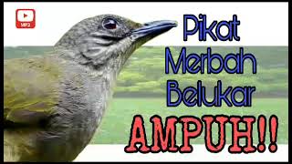 Download lagu Suara Pikat Merbah Belacan Mata merah | Merbah Belukar mp3