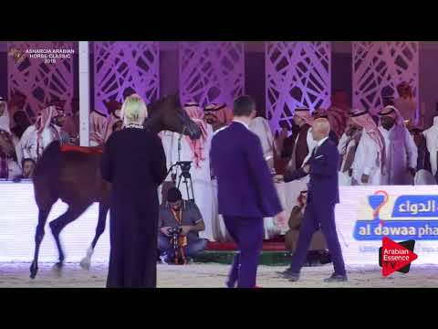 N.279 MAJICIAAN - Asharqia Classic 2018