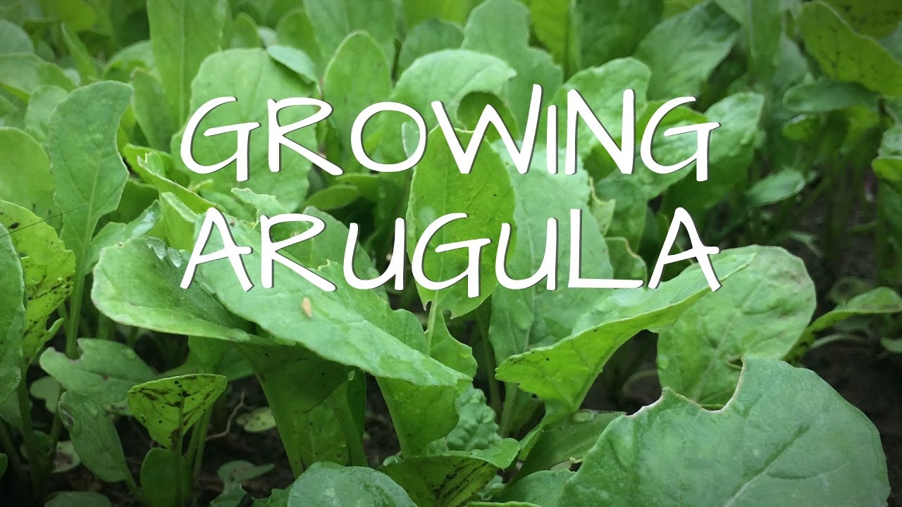 Growing Arugula - YouTube