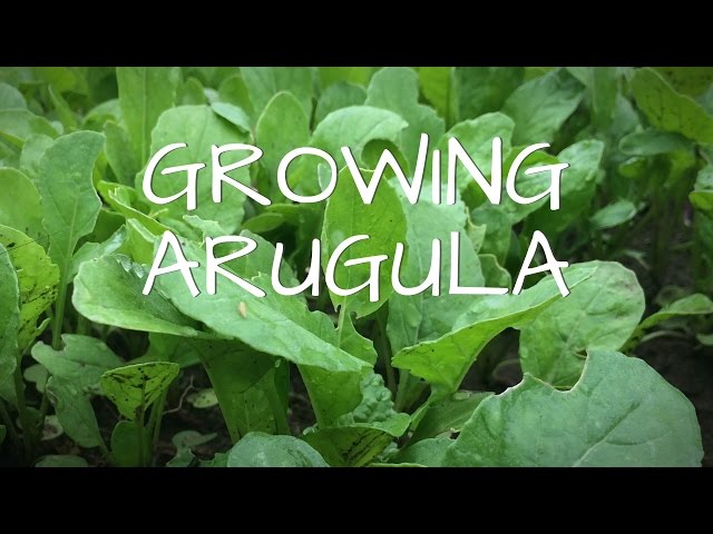 Video de pronunciación de Arugula en Inglés