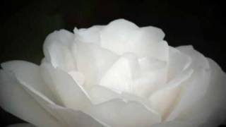 Carmel Conway - The  Color of Roses