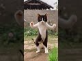 Kedinin Dansı Kedi Doğa Dans