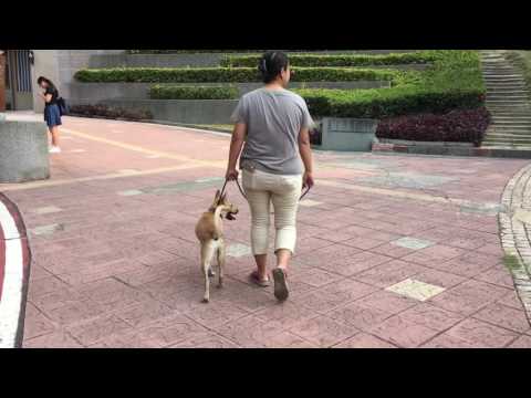 Alima walks well on leash