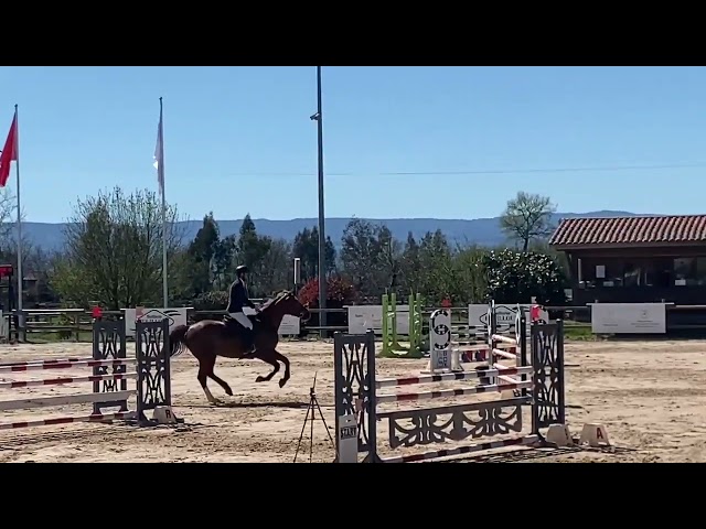 Hongre 6ans kannan/ le tot de semilly