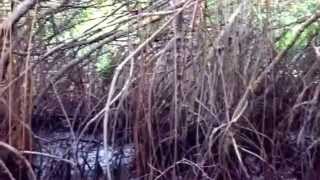 preview picture of video 'Konservasi Hutan Mangrove di Pasarbanggi Kab. Rembang'