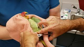 Parrot Beak Trims, Nails & Wings, A Day at the Vet!