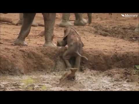 דאגה של אמא