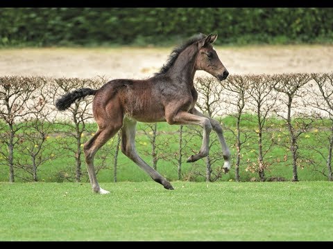 Nr. 25 | Hengstfohlen v. Van Gogh - Diarado