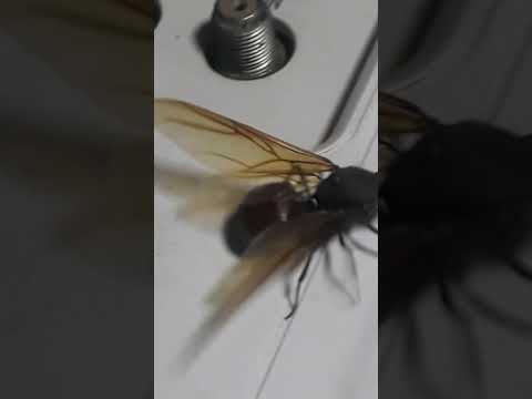 UMA #tanajura  PASSEANDO AQUI NA #eletrônica  #shorts