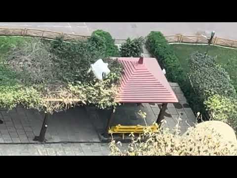 Priyanka and the cat