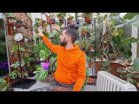 Quick hot house (conservatory) tour