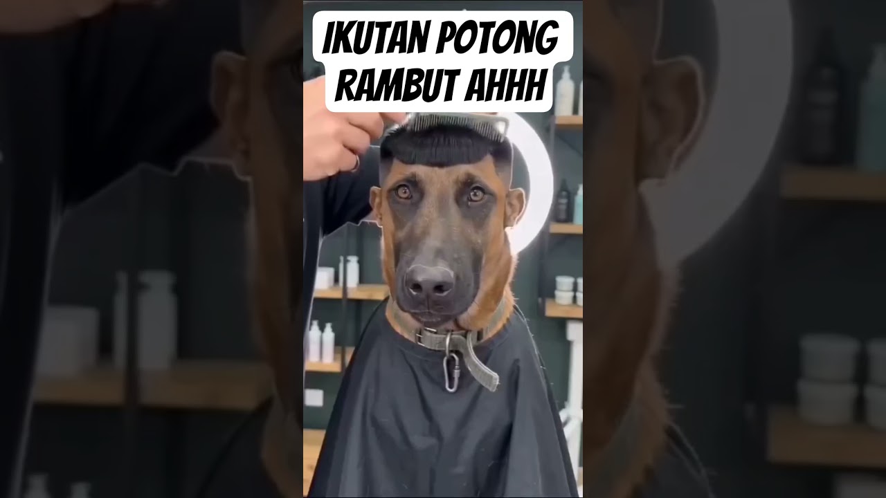 Ikutan potong rambut ahh supaya lebih ganteng hehehe