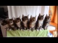 КОТЯТА (САМОЕ МИЛОЕ ВИДЕО СЕТИ) 