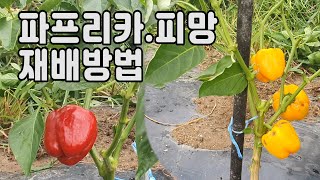 파프리카.피망 재배방법 ㅣ 파프리카 .피망 차이점 ㅣ파프리카.피망 수확