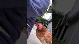 Download lagu Ayam Minta Duit Sama Bos #chick #chicken #anakayam #dubbinghewan #dubbing #lucu #spontan #kocak #ok mp3