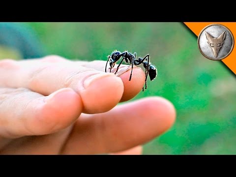 Stings and Bites on Purpose