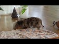Miniature Dachshund dogs for sale: Parker - Video 1