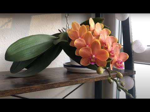Complete Windowsill Orchid and Bloom Tour - May '24
