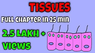 Tissue class 9 animated video/One shot/(Full chapt