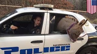 Полицейский спас осла и прокатил его с ветерком фото