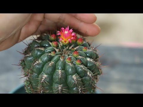 仙人掌開花風水
