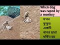 When Dog Was Raped By A Monky Merciless Monky Is Raping Dog