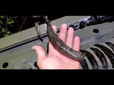 Rare Sperm Whale fossil found during search for GoPro from Alligator attack