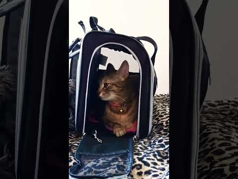 #AKSA вор король #cute - #cat Мая