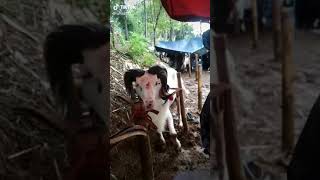 Download lagu Adu domba joget mp3 Download lagu Adu domba joget mp3