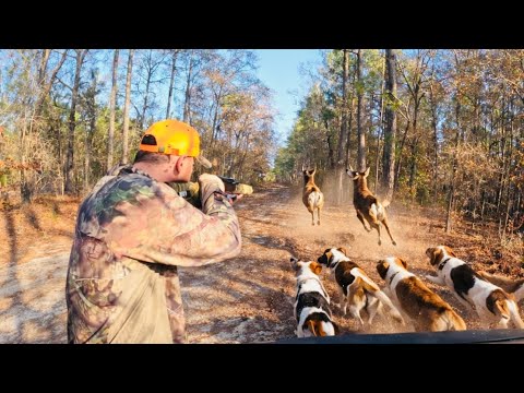 Running and gunning , another deer down in front of the dogs !!!!