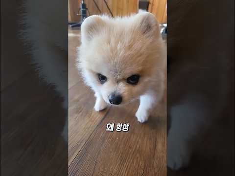 포메라니안은 왜 참지 않을까?