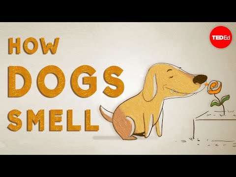 1st YouTube video about how far can a wolf smell