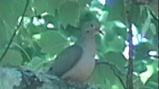 Mourning Dove sitting in tree