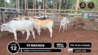 Vídeo LOTE 12