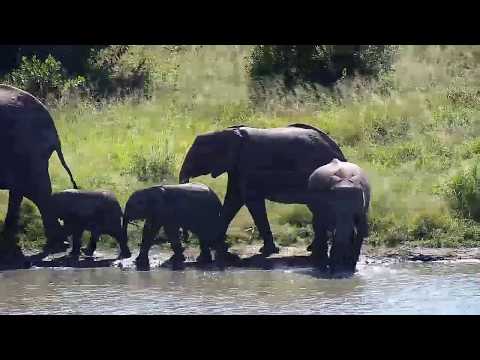 Djuma: Elephants getting a drink and some a mud wallow - 10:04 - 04/20/20