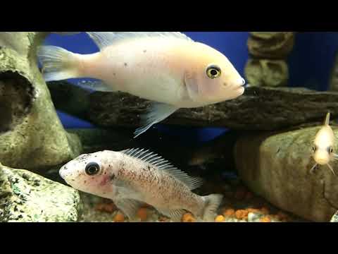 AQUARIUM afrikan cichlid
