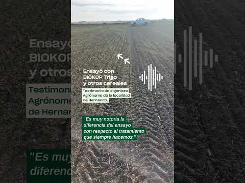 CÓRDOBA 🇦🇷 ¡Testimonio de Ingeniero Agrónomo de Hernando sobre pack BIOKOP TRIGO y otros cereales! 💪
