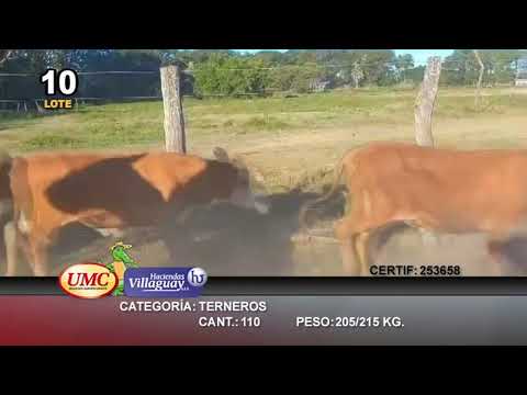 Lote 110 Terneros en La Leonesa, Chaco