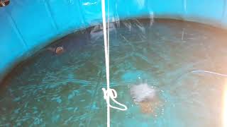 báo cáo cá nuôi không đều nè