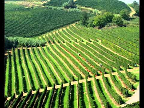 ONDA TG 28.10.2013 - VENDEMMIA IN QUOTA PER LO CHEF ROMITO