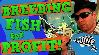Breeding Fish for Profit - Top Five Tips