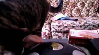 shades of grey -- tomorrows tulips