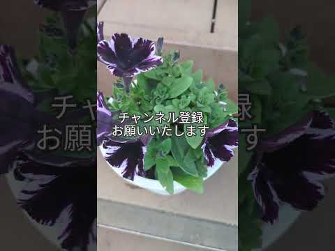  6か月の開花を得るには、いつペチュニアを播種すればよいでしょうか？  庭園