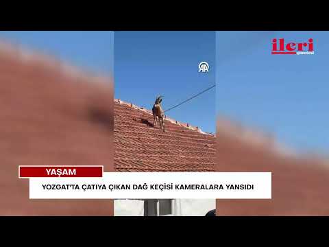 Yozgat'ta çatıya çıkan dağ keçisi kameralara yansıdı | İleri Gazetesi