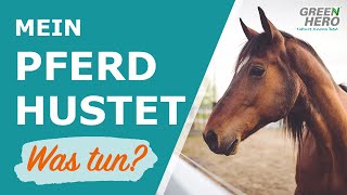 Was tun, wenn mein Pferd Husten hat | Green Hero Ratgeber