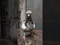 Fancy Pigeon Budapest Short Faced Tumbler Young Bird