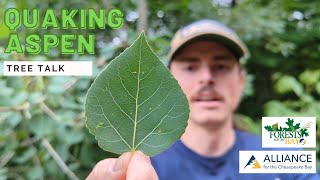 Tree Talk: Quaking Aspen